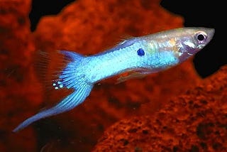 Blue Swordtail Guppy & Facts You Need To Know!