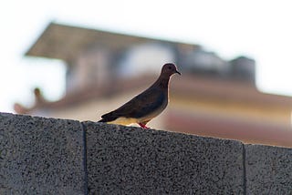 Dove on wall next to a guard tower.