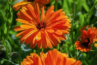 What Are Calendula Flowers Good For?