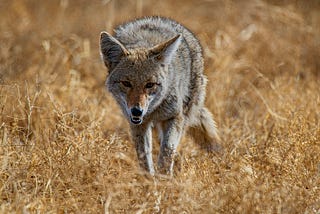 Fascinating Facts About Coyotes