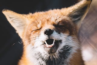 Up-tilted head of a fox with eyes closed and mouth open, looking like he’s singing.