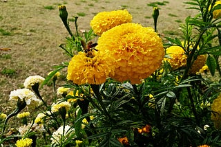 A bunch of yellow chrysanthemums with shorter white blooms