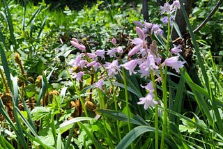 Close-up of a clump of pink coloured Spanish bluebells growing among other green plants. About 20 small flowers on total, lit by full sun