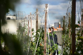 Farms of the future: A Paris rooftop at the heart of an urban revolution