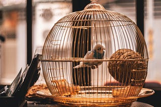 A bird trapped in a cage