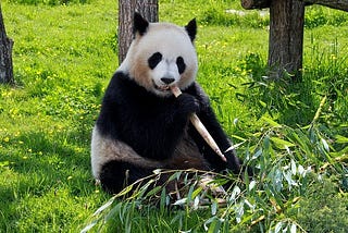 China’s Monopoly on Giant Pandas