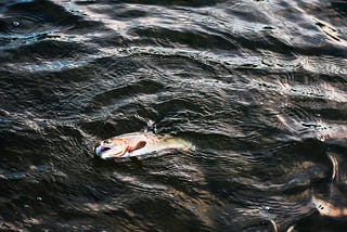 The Fish Who Prayed for Rain