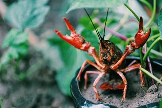 LaMBDA and the Lobster