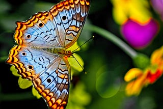 Multi-colored butterfly  highlighted with pastel blues, orange and black stripes along its outer wings. Beautiful!