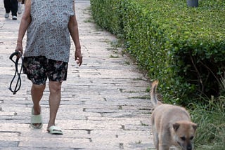 An elderly woman walks down a path. She is holding an empty leash in her hand. A dog runs ahead of her happily sniffing along.
