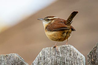 Close-up of a Carolina Wren sitting atop a fence.
