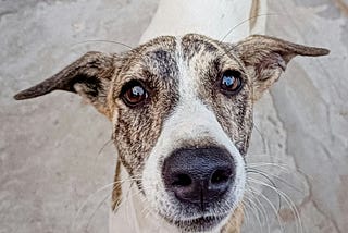 indian dog.