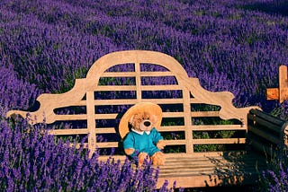 You Should Visit a Lavender Field Before Fall — Picnic Idea