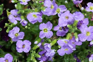 A Simple and Sad Song