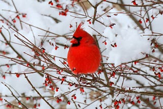 Red male cardinal perched in the branches of a tree in winter.