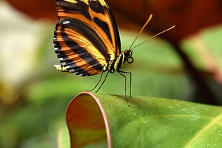 butterflies and moths — a spiritual tale of two different beauties