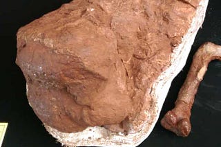 Where does the Karoo’s new dinosaur species fit in?