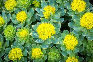 Health Benefits of Rhodiola Rosea Extract for Mental Health.