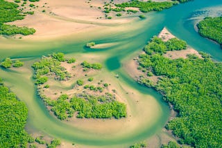 The Forest in the Sea