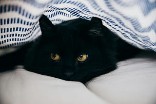 black cat snuggled under a blanket