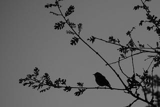 A black and grey photo of the silhouette of a small bird sitting on a branch of a tree.