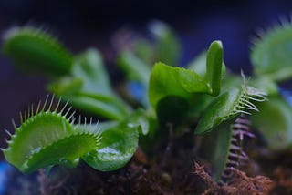 Plant Spotlight: Venus Flytrap