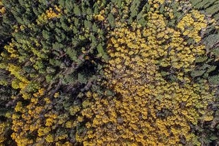 Drone video: aspen changing in the Colorado Rockies