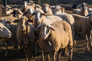 Herd immunity — a three minute explanation