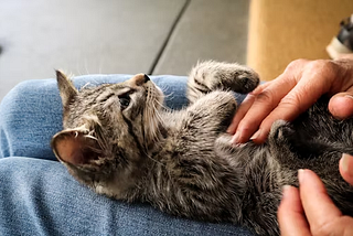 Cat Training and Behaviour: How to Train your cat?