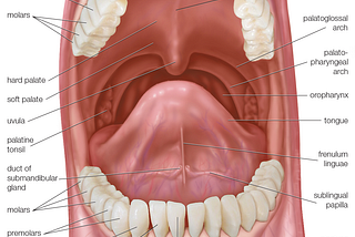 Anatomy of the Oral cavity and salivary glands
