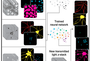 🔬6 impactful applications of AI to the life sciences [new essay]