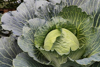 How to grow cabbage