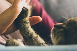 How to Prepare Your Pet to Be an Effective Therapeutic Partner