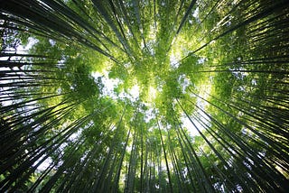 The Use of Nature and Feelings in Haiku