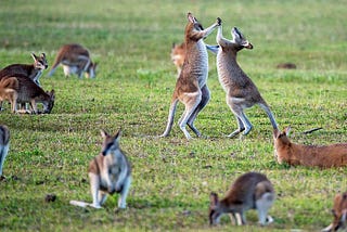 Kangaroos fighting