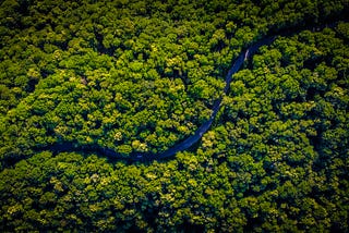 Saving the Rainforest from Space