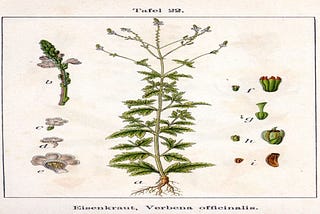 Figure shows a medicinal plant named officinal verbena.