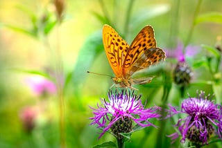 Gardening for pollinators: tips for attracting bees, butterflies, and more