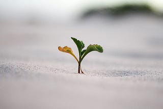 The Overlooked Element of Career Development: Mindset Growth
