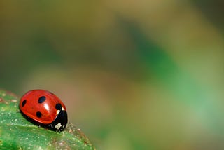 A bug
