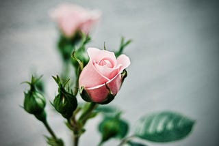 An Awakened Heart