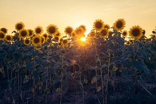 a beautiful view of the sunset behind yellow flowers