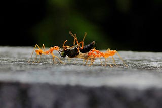 Ant’s Nest
