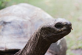 Finding commonalities between Finland and Tortoise Heads in Burmese