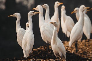 A crowd of egrets standing in shallow water.