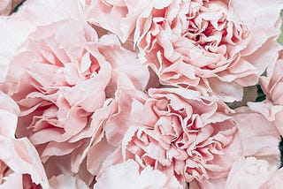 pale pink carnation flowers in a bunch with deeply folded and enfolded petals