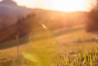 Sunlight hitting the green grass