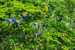 The beautiful Scarlet macaws spread their wings amazon rainforest