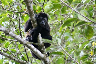 Howler monkey sitting in a tree