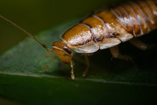 Cockroach theory in personal development